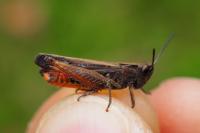 Omocestus rufipes