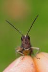 Omocestus rufipes