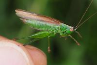 Conocephalus fuscus