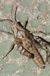 Oedipoda charpentieri