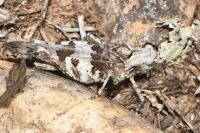 Oedipoda charpentieri