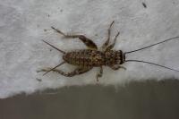 Eumodicogryllus bordigalensis