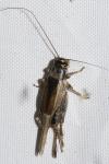 Eumodicogryllus bordigalensis