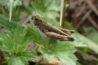 Omocestus rufipes