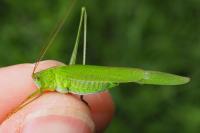 Phaneroptera falcata