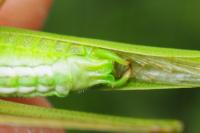Phaneroptera falcata
