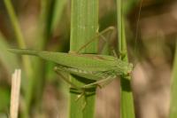 Phaneroptera nana