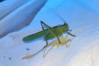 Tettigonia viridissima