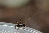 Tettigoniinae