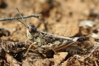 Dociostaurus maroccanus