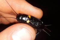 Gryllinae