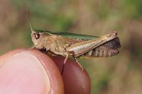 Omocestus rufipes