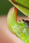Phaneroptera falcata