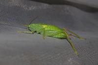 Cyrtaspis scutata