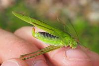 Phaneroptera falcata