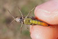 Omocestus rufipes