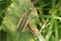 Omocestus rufipes