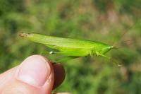 Ruspolia nitidula