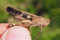 Aiolopus strepens