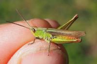 Chorthippus dorsatus