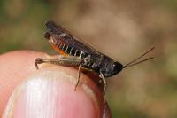 Omocestus rufipes