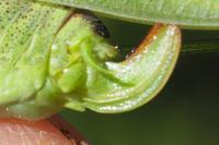 Phaneroptera nana