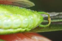 Phaneroptera nana