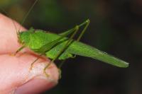 Phaneroptera nana