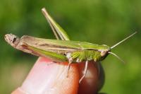 Chorthippus dorsatus