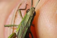 Chorthippus dorsatus