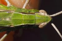 Chorthippus dorsatus