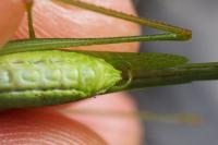 Phaneroptera nana