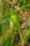 Phaneroptera nana