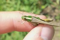 Aiolopus puissanti