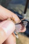 Oedipoda charpentieri