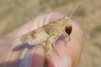 Oedipoda charpentieri