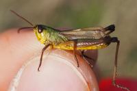 Pseudochorthippus parallelus