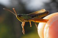 Pseudochorthippus parallelus