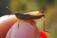 Pseudochorthippus parallelus