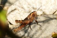 Anacridium aegyptium