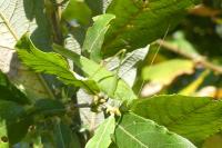 Phaneroptera falcata