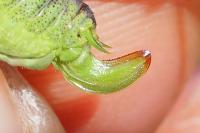 Phaneroptera nana
