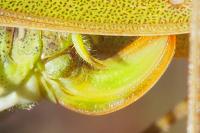 Phaneroptera falcata