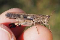 Aiolopus strepens