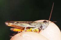 Omocestus rufipes