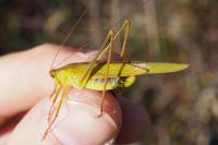 Phaneroptera falcata