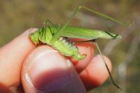 Phaneroptera nana