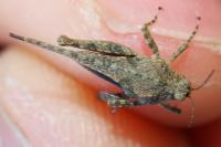 Paratettix meridionalis