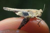Paratettix meridionalis