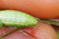 Phaneroptera nana